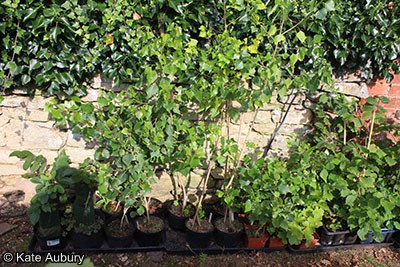 Tree Nursery